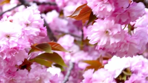 Cherry blossom in the background blue sky, Cherry blossom tree, Pink sakura, Bea Vidéo 187101619