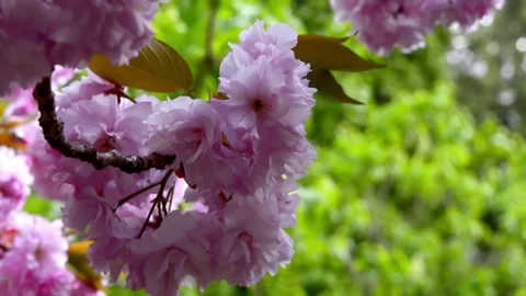 Cherry blossom in the background blue sky, Cherry blossom tree, Pink sakura, Bea Video stock 187101620