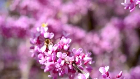 Cherry blossom in the background blue sky, Cherry blossom tree, Pink sakura, Bea Stock Footage 187102181
