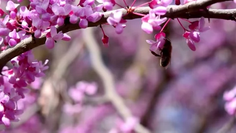Cherry blossom in the background blue sky, Cherry blossom tree, Pink sakura, Bea Stock Footage 187102472