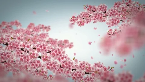 Cherry blossom background. Stock Footage 97689085