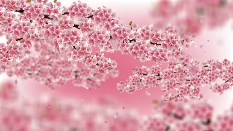 Cherry blossom background. Stock Footage 97689751