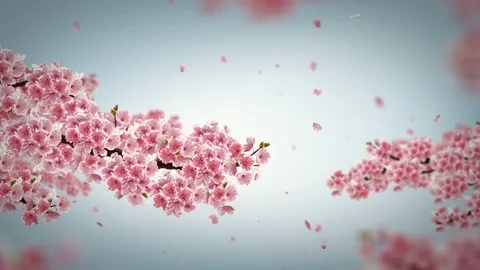 Cherry blossom background. Stock Footage 97695409