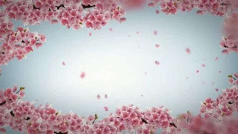 Cherry blossom background. Stockbeeldmateriaal 97708278