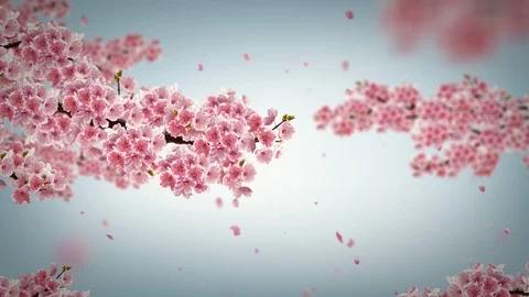 Cherry blossom background. Stock Footage 97708523