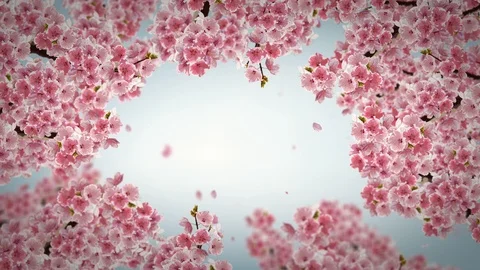 Cherry blossom background. Stock Footage 97708628