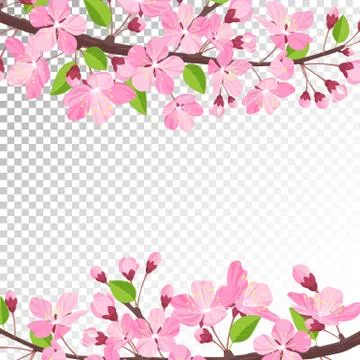 Cherry blossom background Stock Illustration