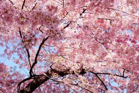 Cherry blossom background Stock Photos