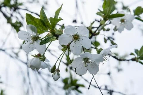 Cherry blossom as a background Stock Photos