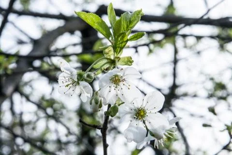 Cherry blossom as a background Stock Photos