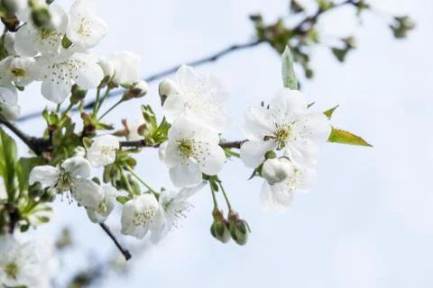Cherry blossom as a background Foto stock