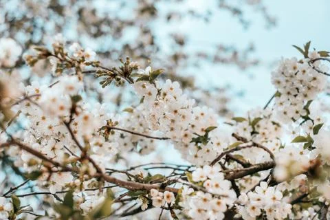 Cherry blossom background Stock Photos
