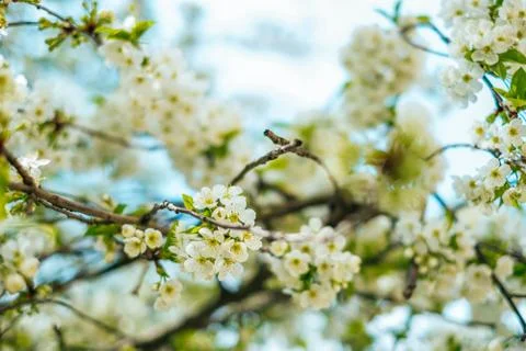 Cherry blossom background Stock Photos