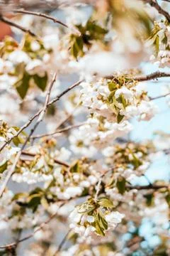 Cherry blossom background Stock Photos