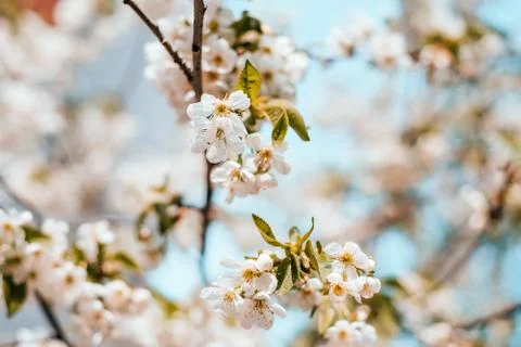 Cherry blossom background Stock Photos
