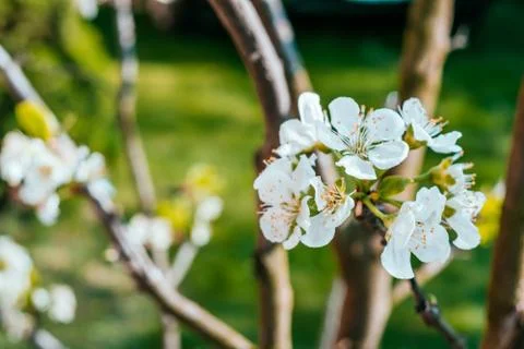 Cherry blossom background Stock Photos