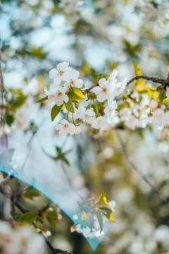 Cherry blossom background Stock Photos