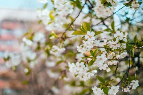 Cherry blossom background Stock Photos
