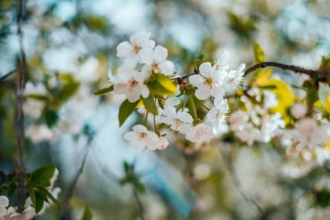 Cherry blossom background Stock Photos