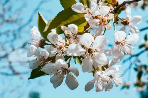 Cherry blossom background Stock Photos