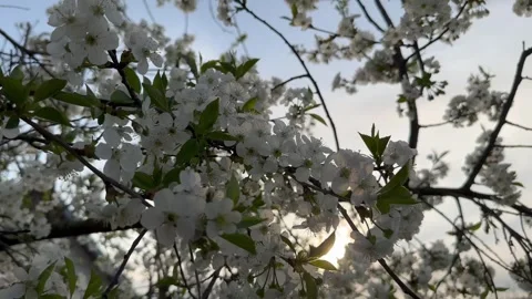 Cherry blossom on the background of sunset Stock Footage 240344009
