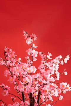 Cherry blossom background tree on red Stock Photos