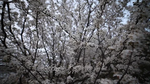 Cherry blossom, beautiful spring background, wide angle view. Stock Footage 128556876
