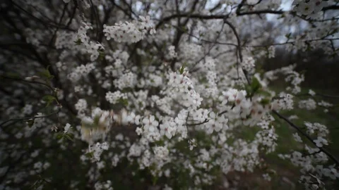 Cherry blossom, beautiful spring background, wide angle view. Stock Footage 128560560
