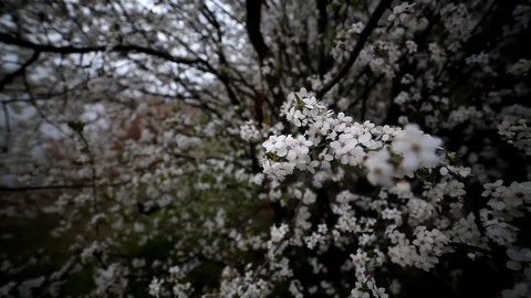 Cherry blossom, beautiful spring background, wide angle view. Stock Footage 128560869