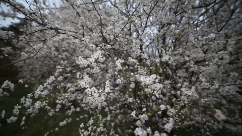Cherry blossom, beautiful spring background, wide angle view. Stock Footage 128561219