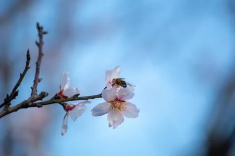 Cherry Blossom Bee Stock Photos