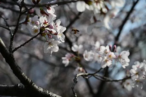 Cherry blossom with bee pollination in soft natural light Foto stock