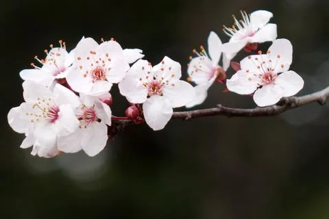 Cherry blossom on black background Stock Photos