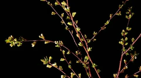 Cherry blossom on the black background, timelapse (Prunus subgen. Cerasus) Stock Footage 10953654