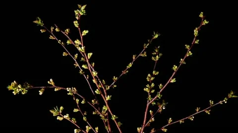 Cherry blossom on the black background, timelapse (Prunus subgen. Cerasus) Stock Footage 12314439