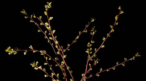 Cherry blossom on the black background, timelapse Stock Footage 40301558