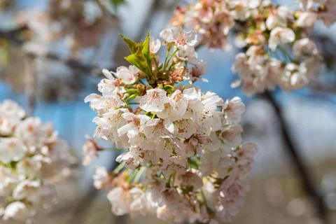 Cherry Blossom Bliss: Tree Branches Abloom, Soft Background Blur Stock-Fotos