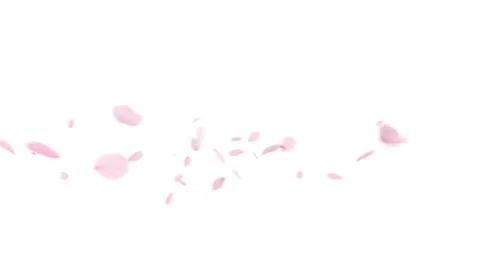 Cherry Blossom Blizzard 库存影片 330576273