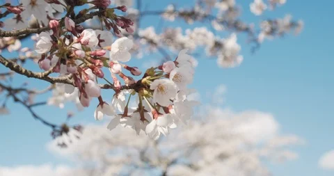 Cherry blossom bloom, close up shot, Kyoto, Japan, 4k Prores Stock Footage 106564890