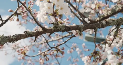 Cherry blossom bloom, close up shot,, sakura, Kyoto, Japan, 4k Prores Видео 106565195