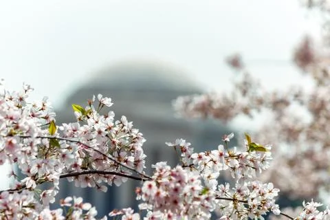 Cherry Blossom in Bloom Stock Photos