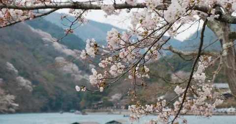 Cherry blossom bloom, river at background, Kyoto, Japan, 4k Prores Stock Footage 106563862