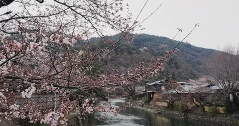 Cherry blossom bloom, river at background, Kyoto, Japan, 4k Prores 動画素材 106839100