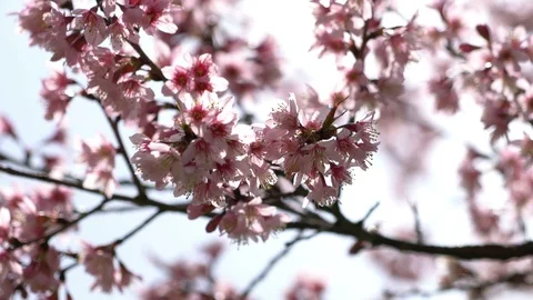 Cherry blossom bloom in spring Stock Footage 100888916