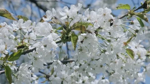 Cherry blossom. Blooming cherry tree in bright sunny day. Stock Footage 188863469