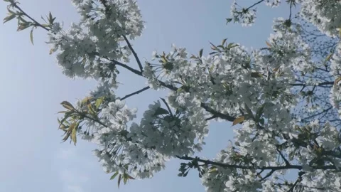 Cherry blossom. Blooming cherry tree in bright sunny day. Stock Footage 188863615