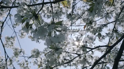 Cherry blossom. Blooming cherry tree in bright sunny day. Video stock 188863792