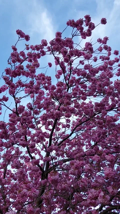 Cherry Blossom Blooming Stock Footage 228869503
