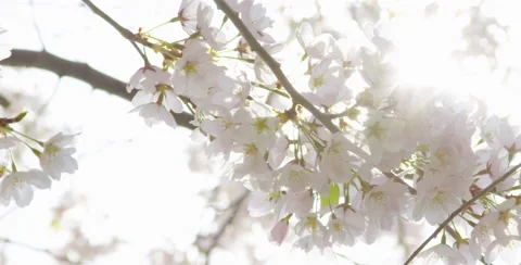 Cherry Blossom blooming in the spring 6K Stock Footage 64017498
