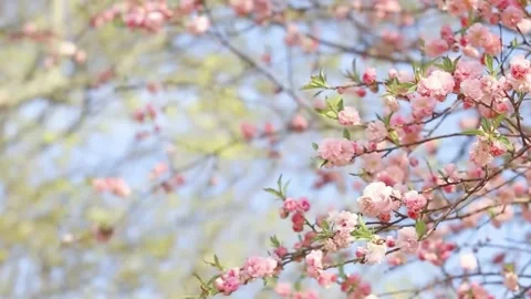 Cherry Blossom Blooming in Spring Breeze  Close Up Nature Scene Stock Footage 294413734